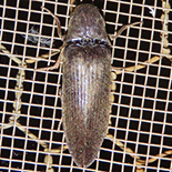 Anisomerus species